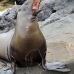 lion_sea_galapagos_san_v_0208_ecu2407.jpg